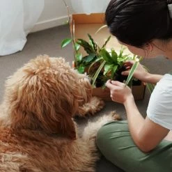 Indoor Garden Pet-Friendly Indoor Plant Pack 🐶