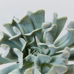 Succulents Pool Friendly Plants Echeveria Runyonii Topsy Turvy