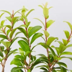 Ozbreed Straight And Narrow™ Syzygium Australe Plant Pack Hedging Plants