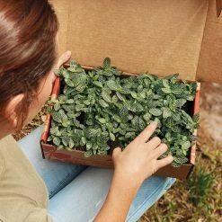 Indoor Garden Border Plants Fittonia Verschaffeltii Starlight