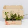 Shrubs The Coastal 🌞 Mixed Box Of Plants