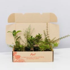 Shrubs The Coastal 🌞 Mixed Box Of Plants