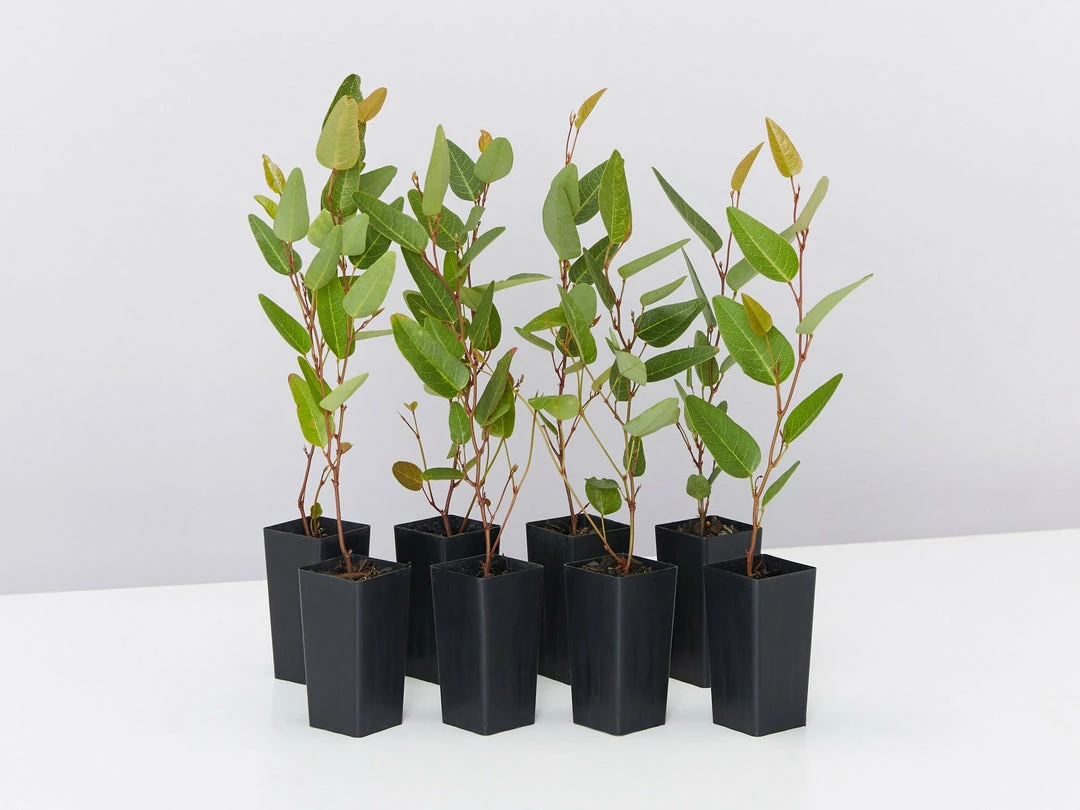 Shrubs Hardenbergia Violacea Purple Spray Full Sun 3 Shrubs Hardenbergia Violacea Purple Spray Full Sun