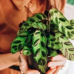 Indoor Garden Pet-friendly Indoor Plants Calathea Insignis Rattle Snake Box