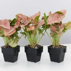 Indoor Garden Syngonium Podophyllum Red Heart 85mm Syngoniums