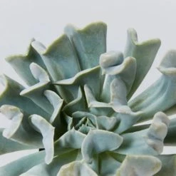 Succulents The Succulent Planter + LECA And Soil Bag