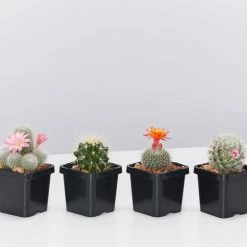 Elho Plant + Pot Multi Packs Mini Eco Gifting Pots With Cacti
