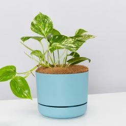 Pot + Plant Gift Box Devils Ivy 'Golden Pothos' - Pot + Plant + Soil