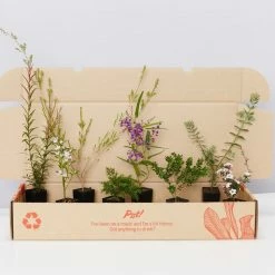 Shrubs Birds And Bees 🐝 Australian Native Plant Pack