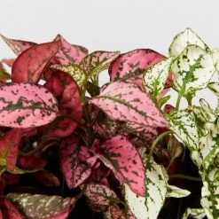 Indoor Garden Hypoestes Phyllostachya Splash Select Mix Shrubs