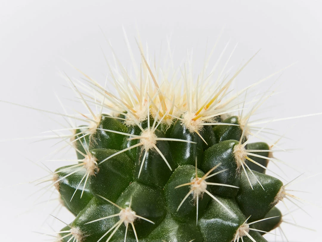 Assorted Cacti Box 🌵 Plant Packs 10 Assorted Cacti Box 🌵 Plant Packs