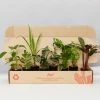 Indoor Garden Air Purifier Houseplant Pack 🌱 Air Purifying