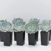 Succulents Full Sun Echeveria Secunda