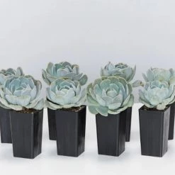 Succulents Full Sun Echeveria Secunda