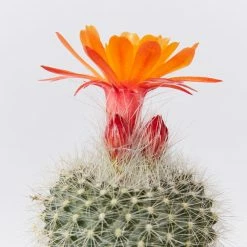 Assorted Cacti Box 🌵 Plant Packs 19 Assorted Cacti Box 🌵 Plant Packs