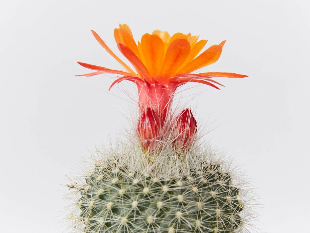 Assorted Cacti Box 🌵 Plant Packs 7 Assorted Cacti Box 🌵 Plant Packs