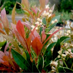 Hedge Hedging Plants Acmena Smithii Minor Hedging Pack