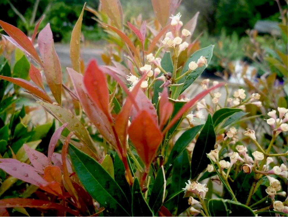 Hedge Hedging Plants Acmena Smithii Minor Hedging Pack 4 Hedge Hedging Plants Acmena Smithii Minor Hedging Pack