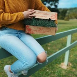 Shrubs Festuca Glauca Beyond Blue Border Plants