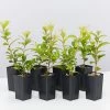 Ozbreed Straight And Narrow™ Syzygium Australe Plant Pack Hedging Plants 2 Ozbreed Straight And Narrow™ Syzygium Australe Plant Pack Hedging Plants