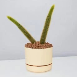 LECA - Canna Aqua Clay Balls 1L Bags Outdoor Accessories 14 LECA - Canna Aqua Clay Balls 1L Bags Outdoor Accessories