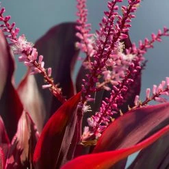 Shrubs Full Sun Cordyline Rubra