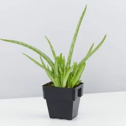 Succulents Aloe Vera Border Plants