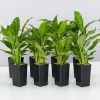 Plants In A Box Easy Care Plants Spathiphyllum Flower Bunch