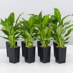 Plants In A Box Easy Care Plants Spathiphyllum Flower Bunch