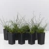 Indoor Garden Juncus Effusus Spiralis Border Plants