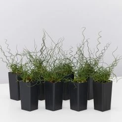Indoor Garden Juncus Effusus Spiralis Border Plants