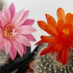 Assorted Cacti Box 🌵 Plant Packs 17 Assorted Cacti Box 🌵 Plant Packs