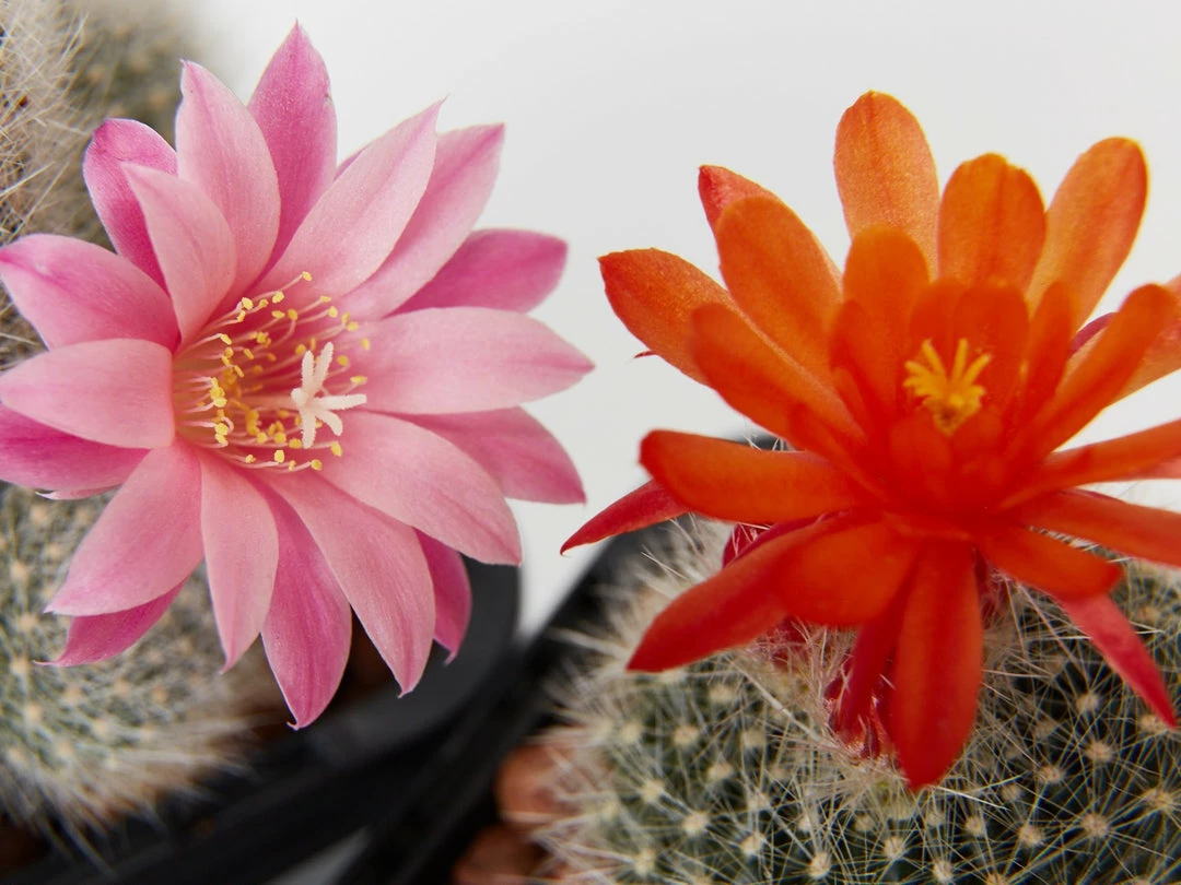 Assorted Cacti Box 🌵 Plant Packs 5 Assorted Cacti Box 🌵 Plant Packs