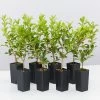 Syzygium 'Aussie Compact' Lilly Pilly Medium Hedge Pack Hedging Plants