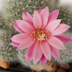 Assorted Cacti Box 🌵 Plant Packs 20 Assorted Cacti Box 🌵 Plant Packs