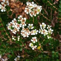 Shrubs Baeckea Mount Tozer 12 Shrubs Baeckea Mount Tozer