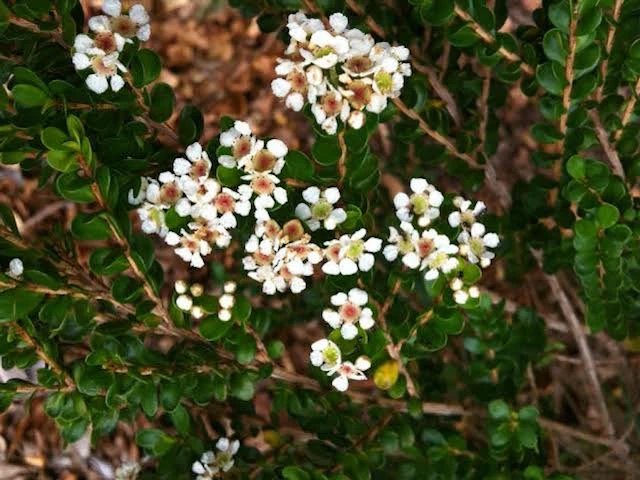 Shrubs Baeckea Mount Tozer 7 Shrubs Baeckea Mount Tozer