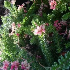 Shrubs Border Plants Grevillea Lanigera Mt Tamboritha