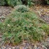 Shrubs Grevillea Carpet Layer