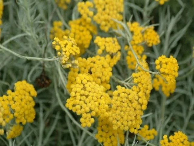 Shrubs Helichrysum Italicum Curry Plant 4 Shrubs Helichrysum Italicum Curry Plant