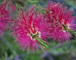 Shrubs Native Mixed Pack