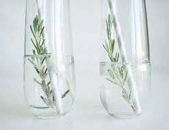 Hedge Shrubs Rosemary Garnish