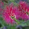 Shrubs Callistemon Mauve Mist