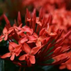 Shrubs Ixora Red Malay