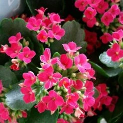 Succulents Kalanchoe Hot Pink Mini