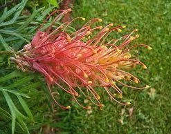 Hedge Grevillea Banksii "Superb" Hedging Plants