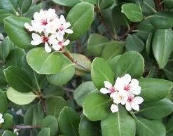 Hedge Rhaphiolepis Intermedia