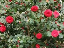 Hedge Camellia Japonica 'Black Tie' (red Flower)
