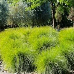Shrubs Lomandra Confertifolia Little Pal Australian Native Plants