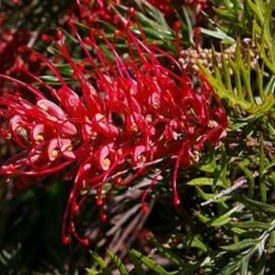 Hedge Shrubs Grevillea Robyn Gordon